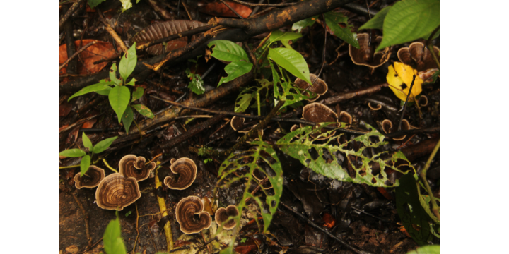 Orito - Amazonas