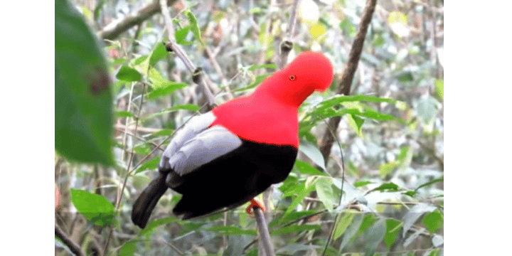 Jardín - Birdwatching